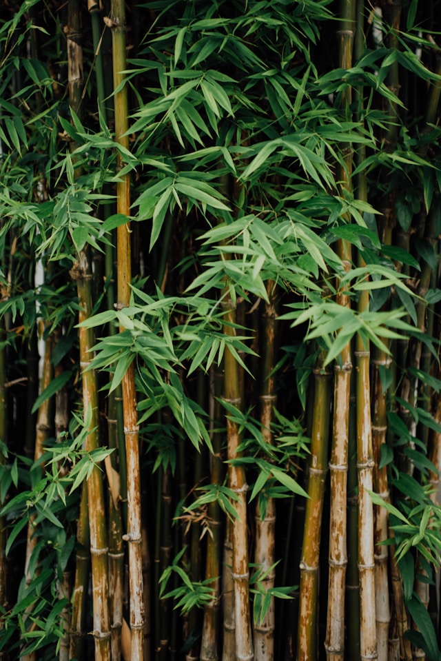 background_image